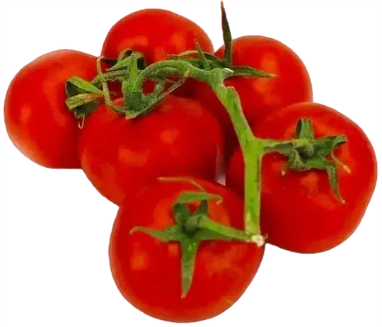 pomidory na gałązce