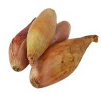cebula szalotka bio