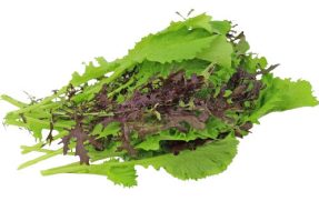 musztardowiec bio