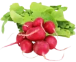 rzodkiewki świeże bio