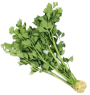 seler z nacią